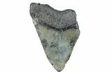 Partial Fossil Megalodon Tooth - South Carolina #277401-1